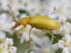 Cteniopus sulphureus